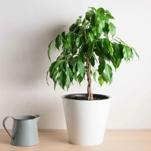 Ficus