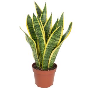 Sanseveria